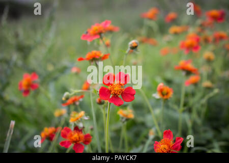 Fleur rouge de Geum coccienum - Benoîte orange sur le sommet des montagnes cimenterie Sharr Piribeg Banque D'Images