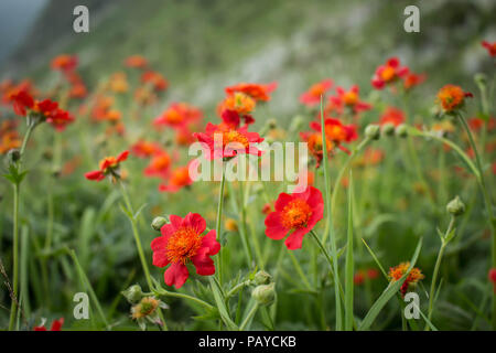 Fleur rouge de Geum coccienum - Benoîte orange sur le sommet des montagnes cimenterie Sharr Piribeg Banque D'Images