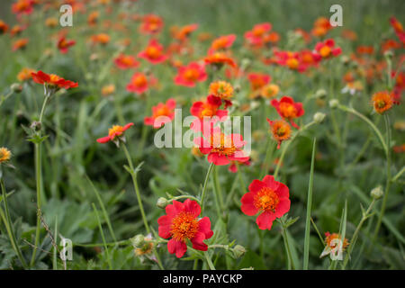 Fleur rouge de Geum coccienum - Benoîte orange sur le sommet des montagnes cimenterie Sharr Piribeg Banque D'Images