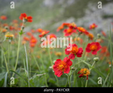 Fleur rouge de Geum coccienum - Benoîte orange sur le sommet des montagnes cimenterie Sharr Piribeg Banque D'Images