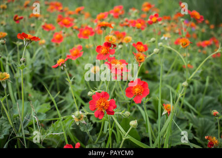 Fleur rouge de Geum coccienum - Benoîte orange sur le sommet des montagnes cimenterie Sharr Piribeg Banque D'Images