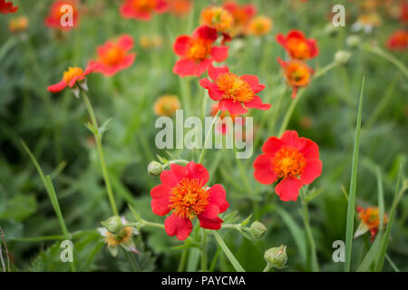 Fleur rouge de Geum coccienum - Benoîte orange sur le sommet des montagnes cimenterie Sharr Piribeg Banque D'Images