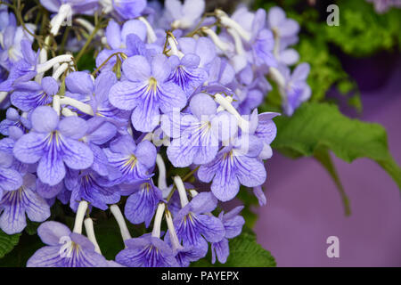 Fleurs Streptocarpus Bethan Banque D'Images