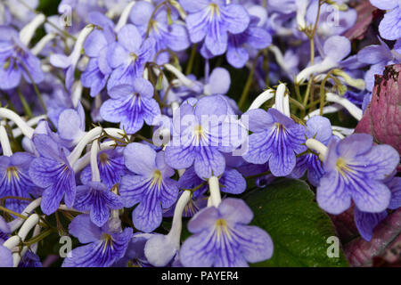 Fleurs Streptocarpus Bethan Banque D'Images