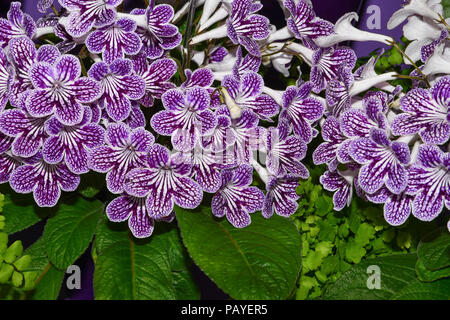 Streptocarpus Polka Dot Purple plante Banque D'Images