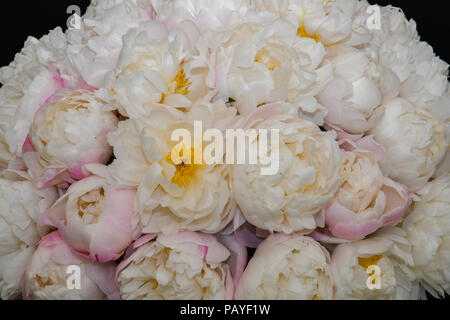 Arrangement des fleurs de gardénia Pivoine Banque D'Images