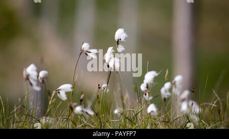 Coton commun-herbe, Eriophorum angustifolium Banque D'Images