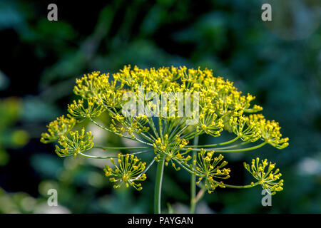 Image d'une fédération d'aneth mûres poussant dans le jardin Banque D'Images