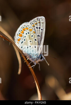 Détail de macro bleu commun du sud (Polyommatus celina) papillon au pouvez Marroig à Ses Salines (Parc Naturel des Îles Baléares, Formentera, Espagne) Banque D'Images