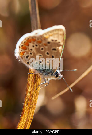 Détail de macro bleu commun du sud (Polyommatus celina) papillon au pouvez Marroig à Ses Salines (Parc Naturel des Îles Baléares, Formentera, Espagne) Banque D'Images