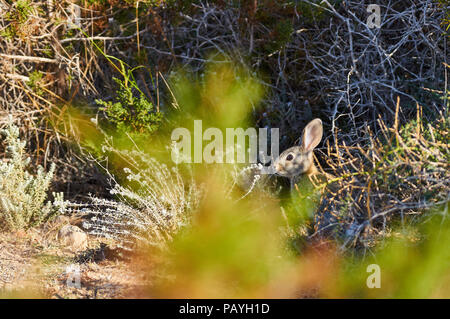 Lapin européen (Oryctolagus cuniculus) se cachant dans les buissons de CAN Marroig dans le parc naturel de ses Salines (Formentera, Iles Baléares, Espagne) Banque D'Images