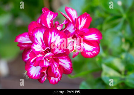 Fleurs - Royal pélargonium Pelargonium grandiflorum. Fleurs en fleurs. Banque D'Images