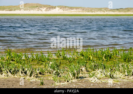 Salicornia croissant sur les rives sablonneuses de la marée dans l'entrée d'une réserve naturelle de Slufter sur l'île hollandaise de Texel Banque D'Images
