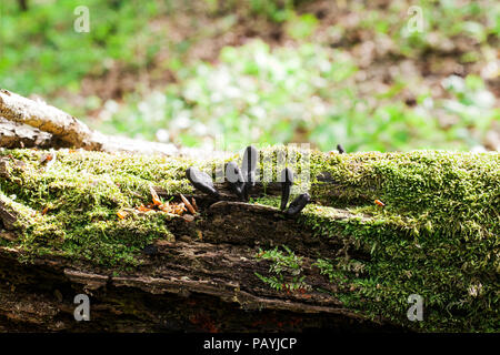 Les parasites de champignons noirs Xylaria polymorpha poussant sur un arbre tombé. Spooky Dead mans champignons champignons saprophytes, les doigts sur la mousse verte. Fantasy mystère Banque D'Images