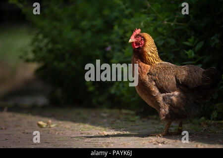 Un poulet domestique allumé dans un rayon de soleil dans un jardin privé Banque D'Images