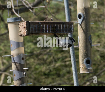 Un petit oiseau mange pic d'une mangeoire faite maison dans une zone rurale près de chez eux. Voler autour de la nature sur une belle journée d'été avec des arbres dans le backg Banque D'Images