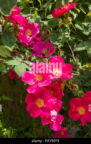 Rosa Scharlachglut ou Scarlet Fire floraison dans un jardin anglais en juin Banque D'Images