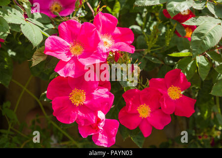 Rosa Scharlachglut ou Scarlet Fire floraison dans un jardin anglais en juin Banque D'Images