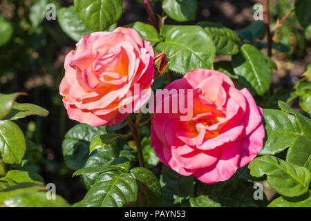 Rosa Evelyn peut la floraison dans un jardin anglais en juin Banque D'Images