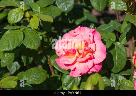 Rosa Evelyn peut la floraison dans un jardin anglais en juin Banque D'Images