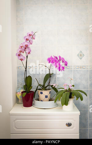 Deux orchidées phalaenopsis et un Streptocarpus dans un emplacement intérieur lumineux qui convient à leurs besoins au Royaume-Uni Banque D'Images