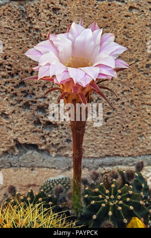 Fleur de cactus hérisson, Echinopsis eyriesii Banque D'Images
