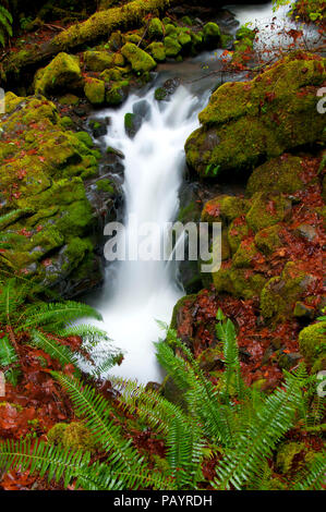 Falls Creek le long de Falls Creek Falls National Recreation Trail, North Umpqua Wild and Scenic River, Rogue-Umpqua National Scenic Byway, National d'Umpqua Banque D'Images