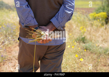 Agriculteur agriculteur ou homme tenant des épis de blé derrière son dos dans le champ et marcher le long de la voie à la frontière du domaine Banque D'Images