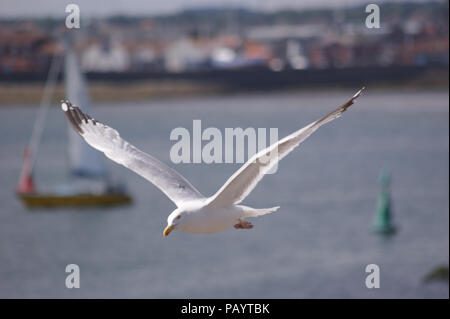 Mouette en vol sur la pointe de Hartlepool en Angleterre Banque D'Images