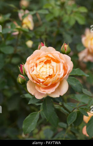 Rosa 'Lady of Shalott' Ausnyson. Banque D'Images