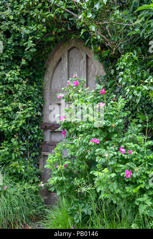 Une très vieille porte en arc brisé avec un loquet de verrouillage et- à moitié caché par vegitation rugosa et roses. Banque D'Images