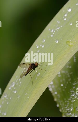 Snipe fly, Chrysopilus cristatus, Pays de Galles, Royaume-Uni. Banque D'Images