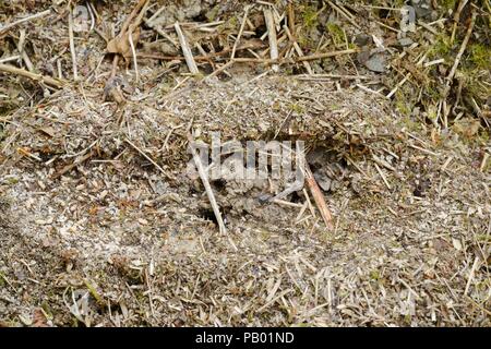 Exposé Nid de jardin noire Lasius niger ant, les travailleurs, la collecte des œufs et des nymphes, le Pays de Galles, Royaume-Uni. Banque D'Images