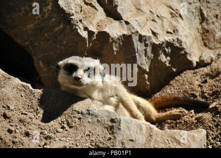 Meerkat peu de détente dans le soleil entre les rochers Banque D'Images