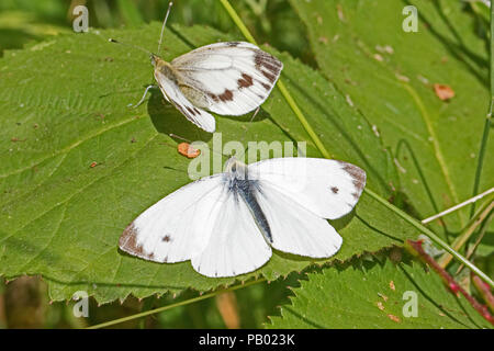 Les Blancs petits mâles et femelles (Pieris rapae) au soleil sur une feuille de mûrier Banque D'Images