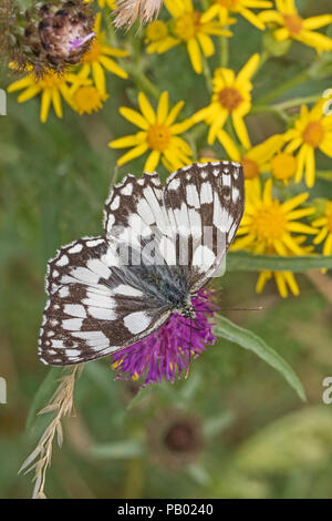 Blanc marbré (Melanargia galathea) se nourrissant de centaurée maculée Banque D'Images