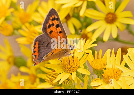 Les petits mâles (Lycaena phlaeas cuivre) se nourrissant de séneçon commun Banque D'Images