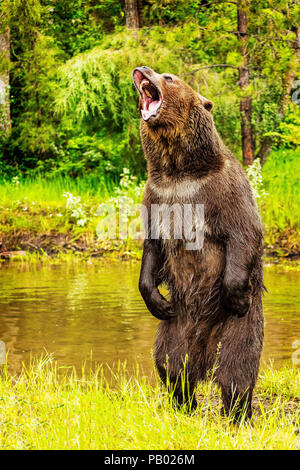 Comité permanent de l'ours grizzli et Roaring Banque D'Images