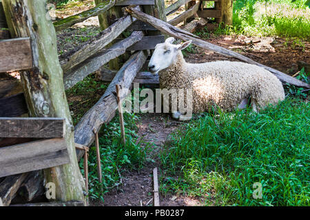 GOLDEN POND, KY, USA-30 le 18 juin : un mouton repose dans l'ombre, au Homeplace, une réplique d'un ish 1850 complet ferme. Banque D'Images