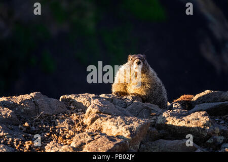 Les marmottes sur une falaise Banque D'Images