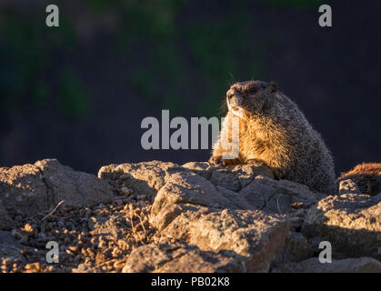 Les marmottes sur une falaise Banque D'Images