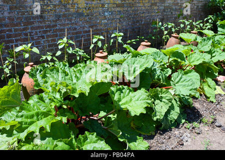 Une rangée de pots de rhubarbe avec forçage derrière dans un potager - John Gollop Banque D'Images