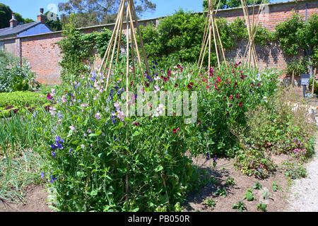 Un wigwam de pois sucré pousse dans un jardin anglais - John Gollop Banque D'Images