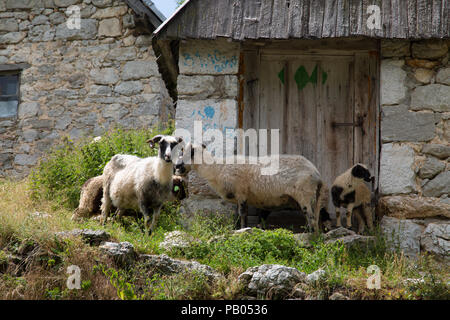 Entrée de grange en pierre entouré par les mauvaises herbes et l'herbe à plus haute altitude et la plupart des villages éloignés en Bosnie, Lukomir, la Bosnie et Herzégovine, 2018 Banque D'Images