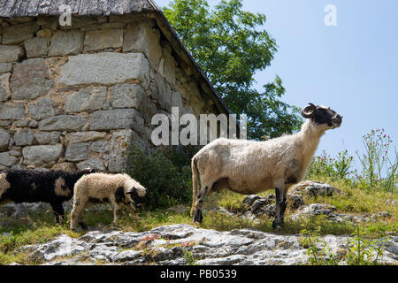 Entrée de grange en pierre entouré par les mauvaises herbes et l'herbe à plus haute altitude et la plupart des villages éloignés en Bosnie, Lukomir, la Bosnie et Herzégovine, 2018 Banque D'Images