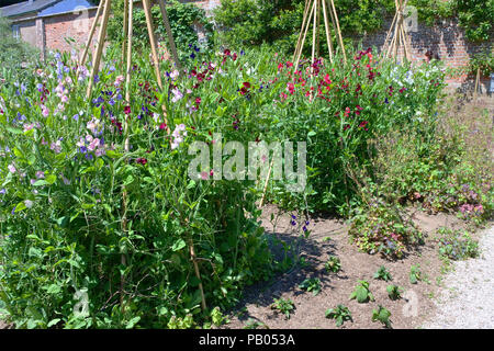 Un wigwam de pois sucré pousse dans un jardin anglais - John Gollop Banque D'Images