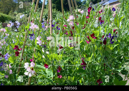 Un wigwam de pois sucré pousse dans un jardin anglais - John Gollop Banque D'Images