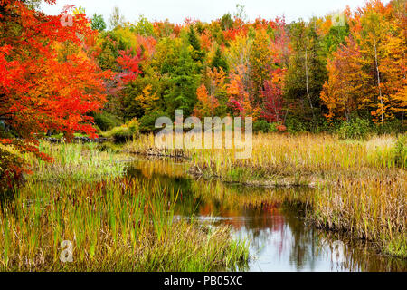 Couleurs d'automne dans la région de l'Estrie, Québec, Canada. Petit ruisseau entouré par la couleur. Banque D'Images