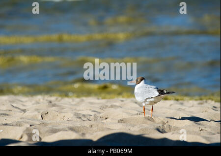 Plage de Gdansk est fermé à cause des cyanobactéries bloom au cours des derniers jours de chaleur à Gdansk, Pologne 24 juillet 2018 © Wojciech Strozyk / Alamy Stock Photo Banque D'Images