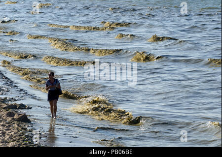 Plage de Gdansk est fermé à cause des cyanobactéries bloom au cours des derniers jours de chaleur à Gdansk, Pologne 24 juillet 2018 © Wojciech Strozyk / Alamy Stock Photo Banque D'Images